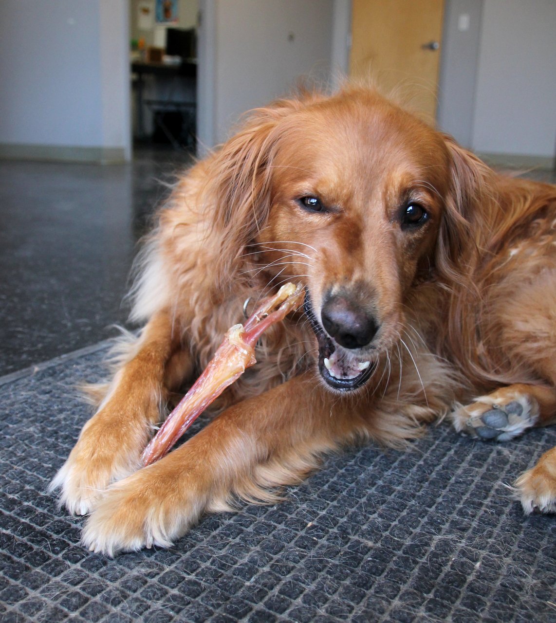 Large Beef Tendons (Bulk) - Pack of 25