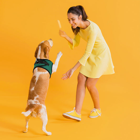 Woman in yellow dress playing with a beagle wearing a green harness