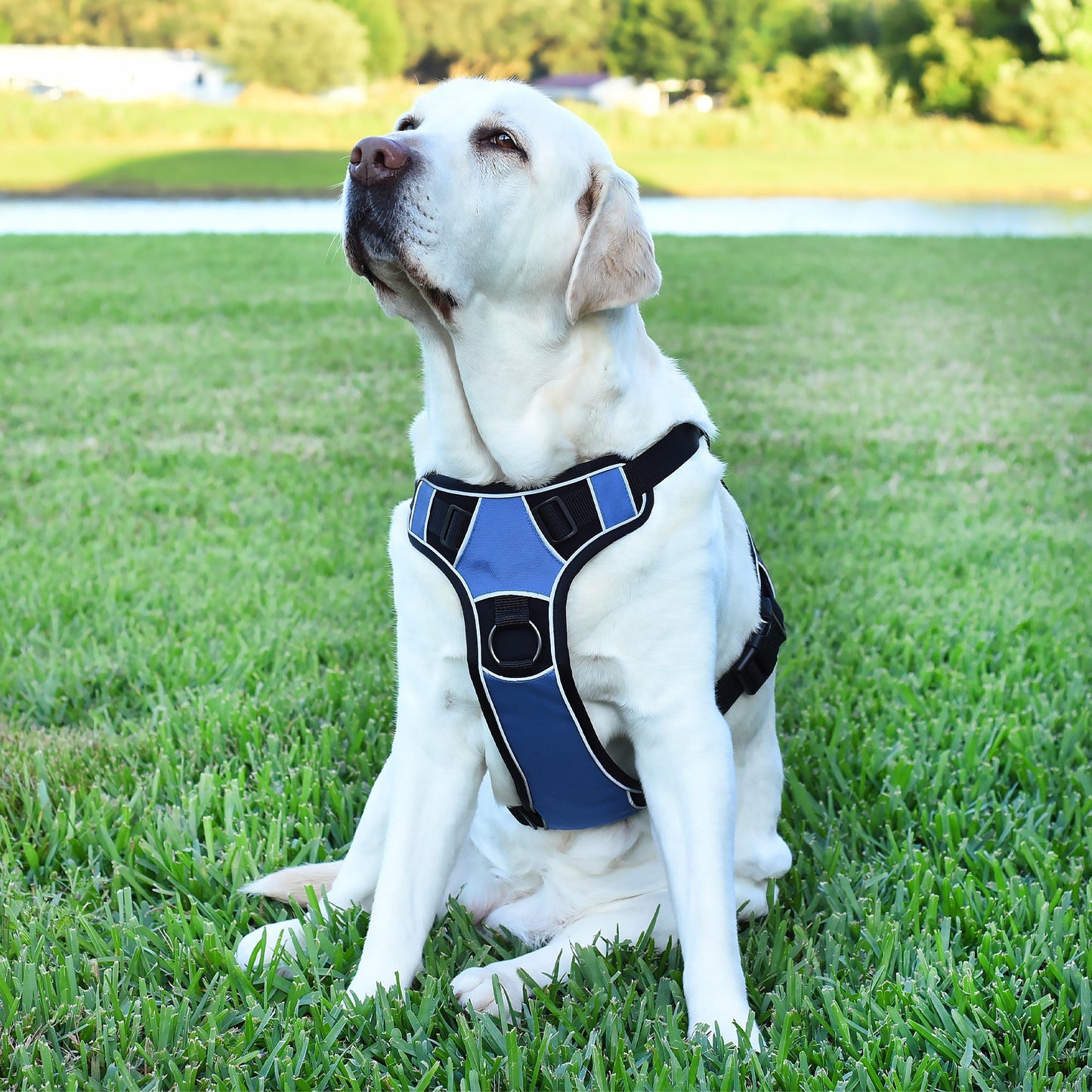 Dogline Quest Multi-Purpose Dog Harness