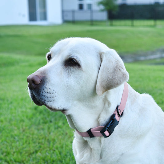 Dogline Biothane Waterproof Dog Collar with Quick Release Buckle