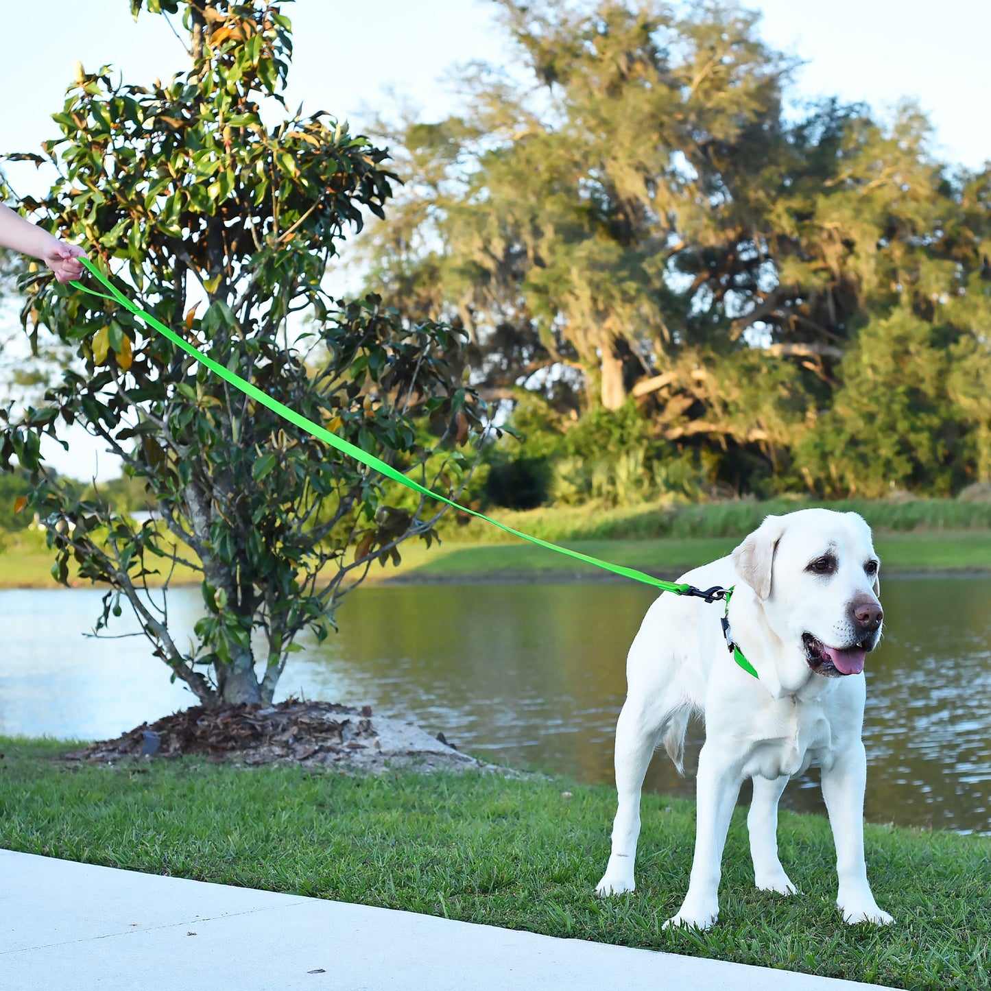 Biothane Waterproof Traffic Lead 2 ft