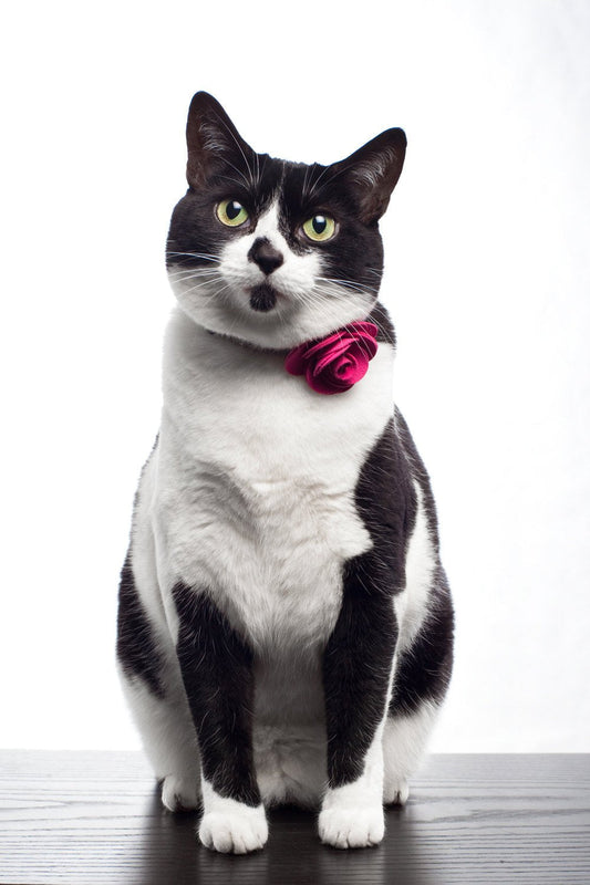 Gray Kitty Corsage