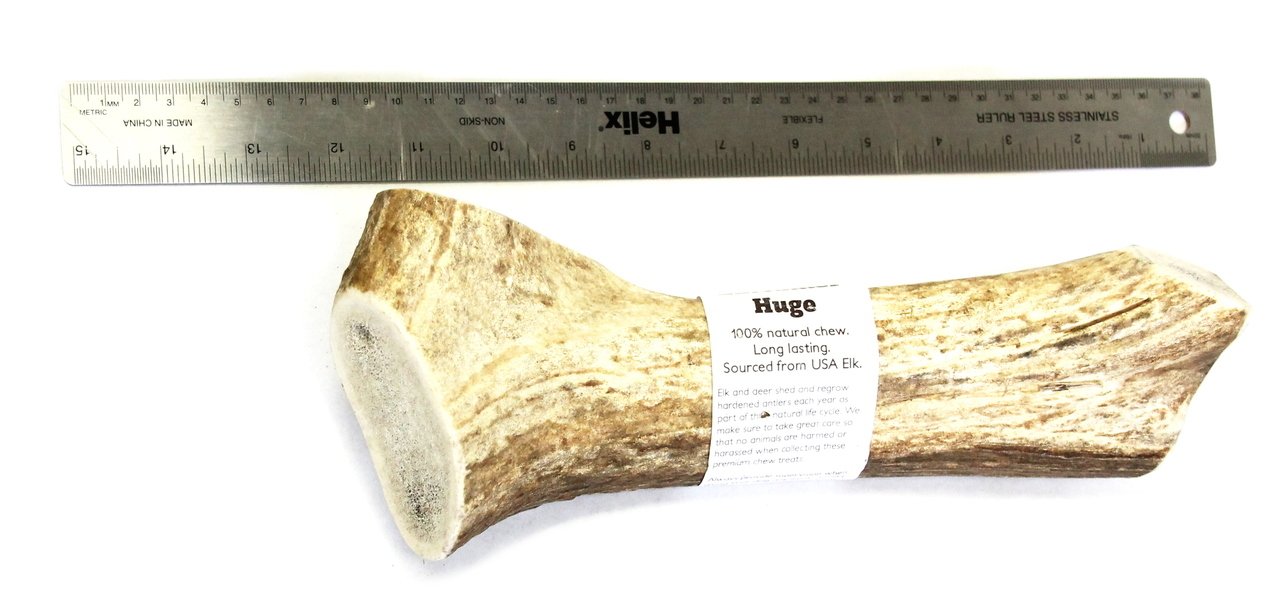 Elk Antler - Huge Whole- EACH