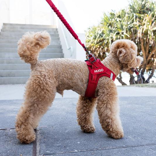 FORMIT HARNESS