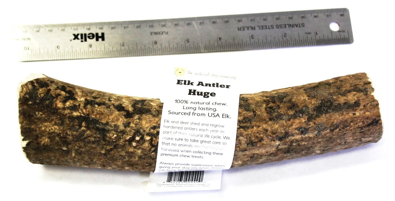 Elk Antler - Huge Whole- EACH
