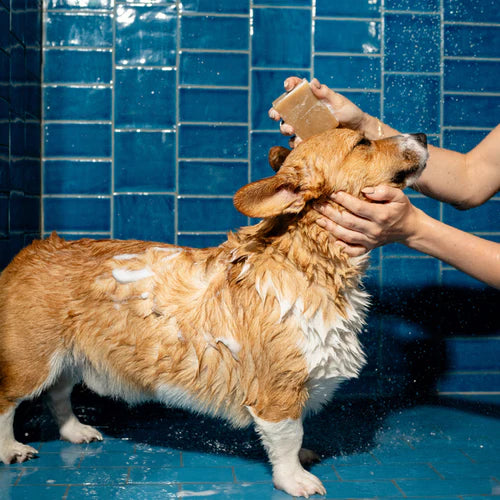 Nourishing Dog Shampoo Bar Pack of 6