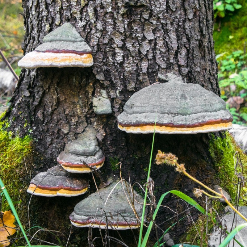 Phellinus Mushroom Extract Powder- USDA Organic- 4oz
