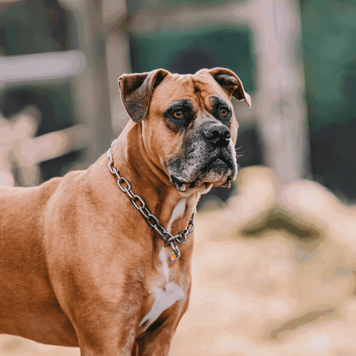 Brown boxer dog wearing a Herm Sprenger Extra Strong Collar with Medium Links in Stainless Steel