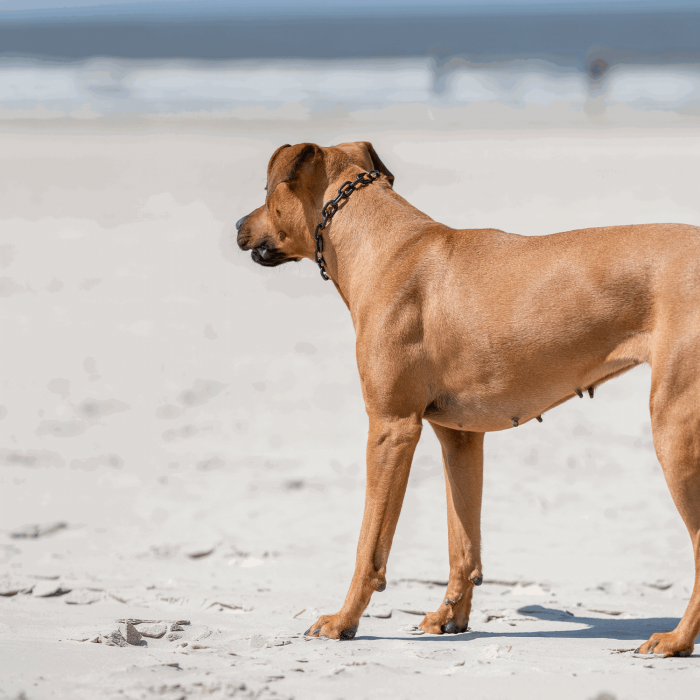 Brown dog with a black chain collar standing on a sandy beach looking left