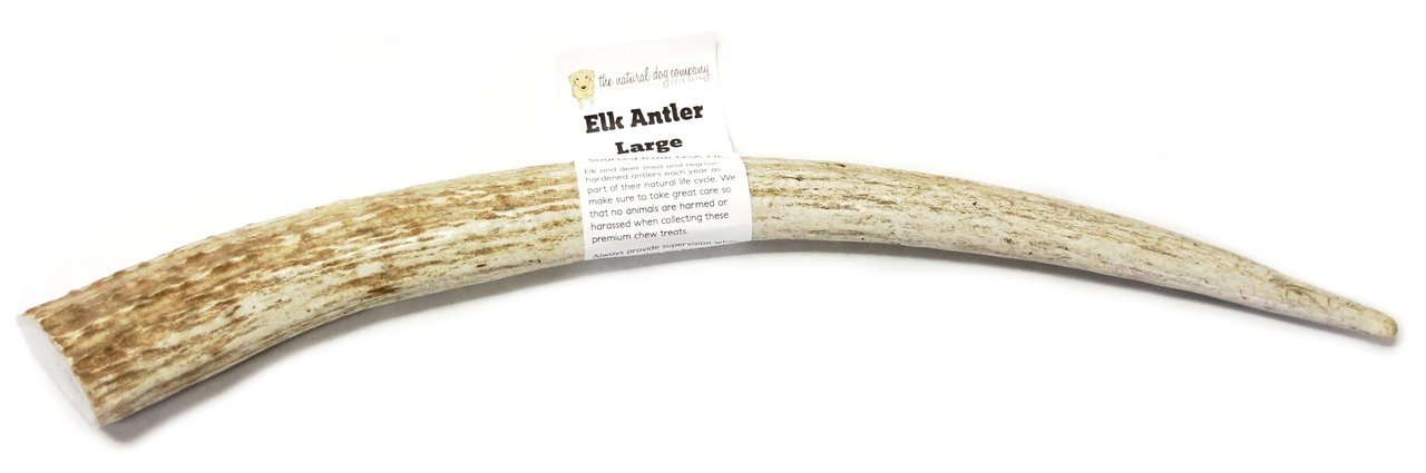 Elk Antler - Large Whole- EACH