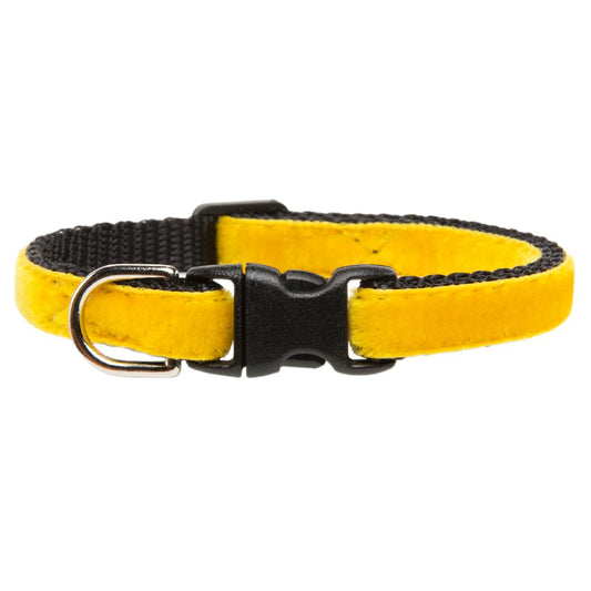 The Champ - Collar