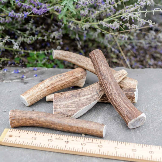 Elk Antlers