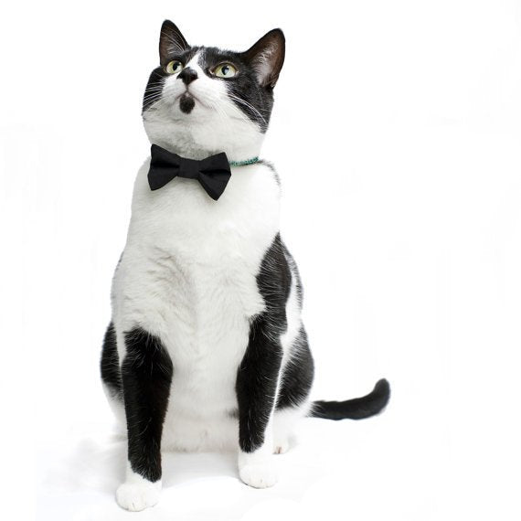 Black and white cat wearing The Back to Business - Bow Tie by Sweet Pickles Designs