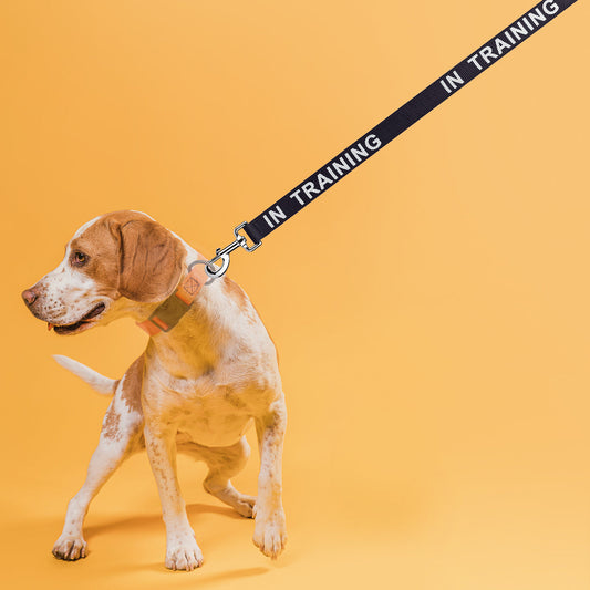 Beagle dog wearing an orange collar and a black leash with IN TRAINING text