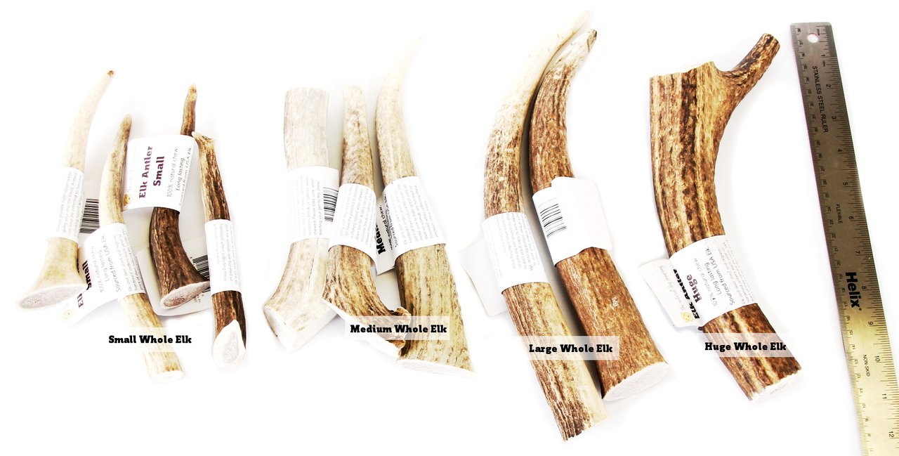 Elk Antler - Medium Whole- EACH