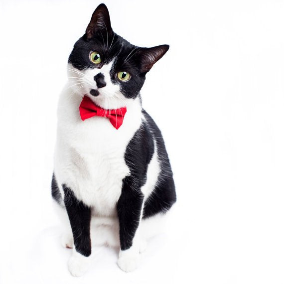 Black and white cat wearing a red bow tie