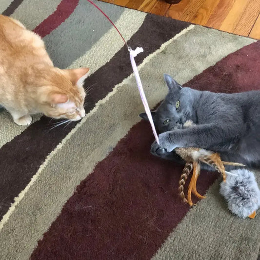 Cat Fishing Pole Toy