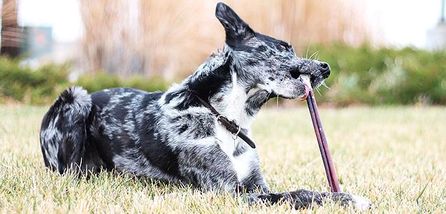 12" Bully Sticks Odor Free - 8 oz- EACH