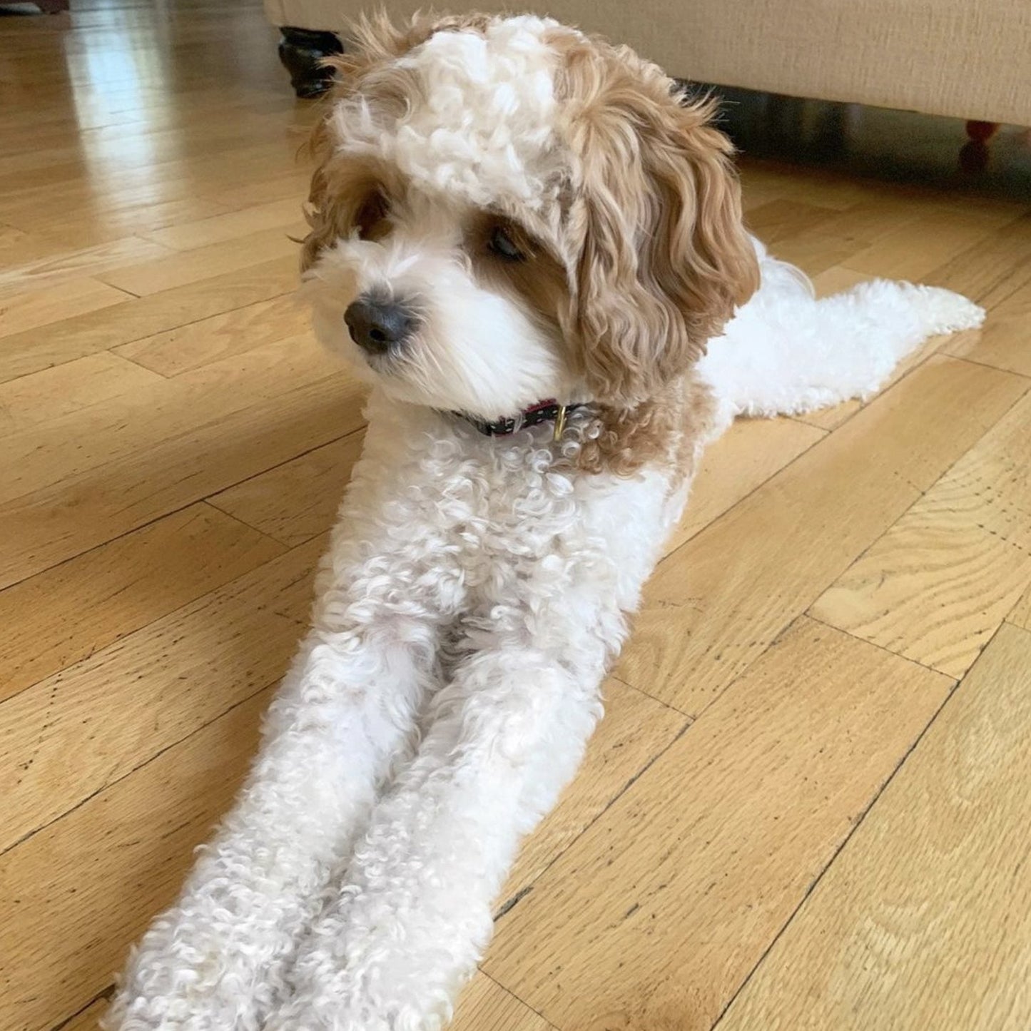 Black and White Dot Dog Collar