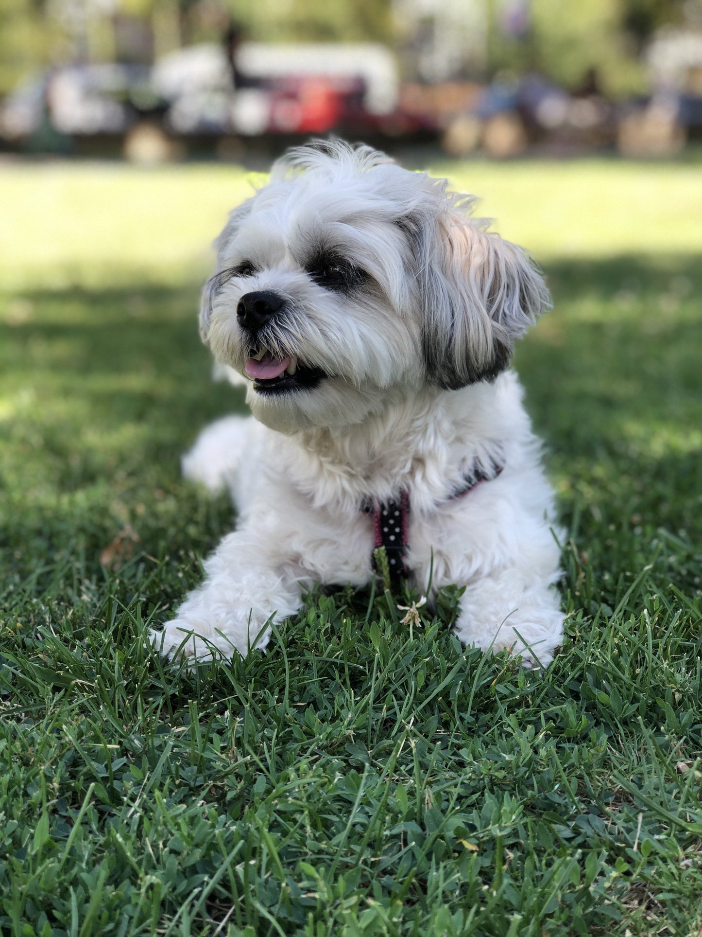 Black and White Dot Small Breed Dog Harness