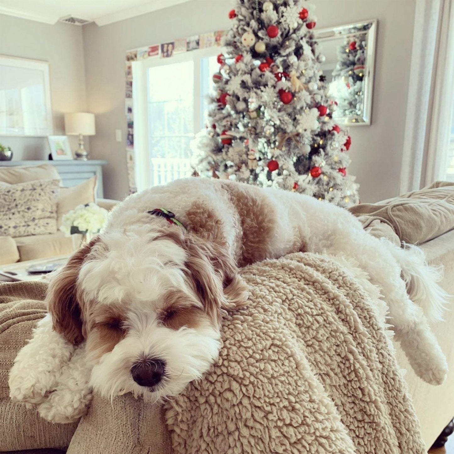 Candy Cane Small Breed Dog Collar