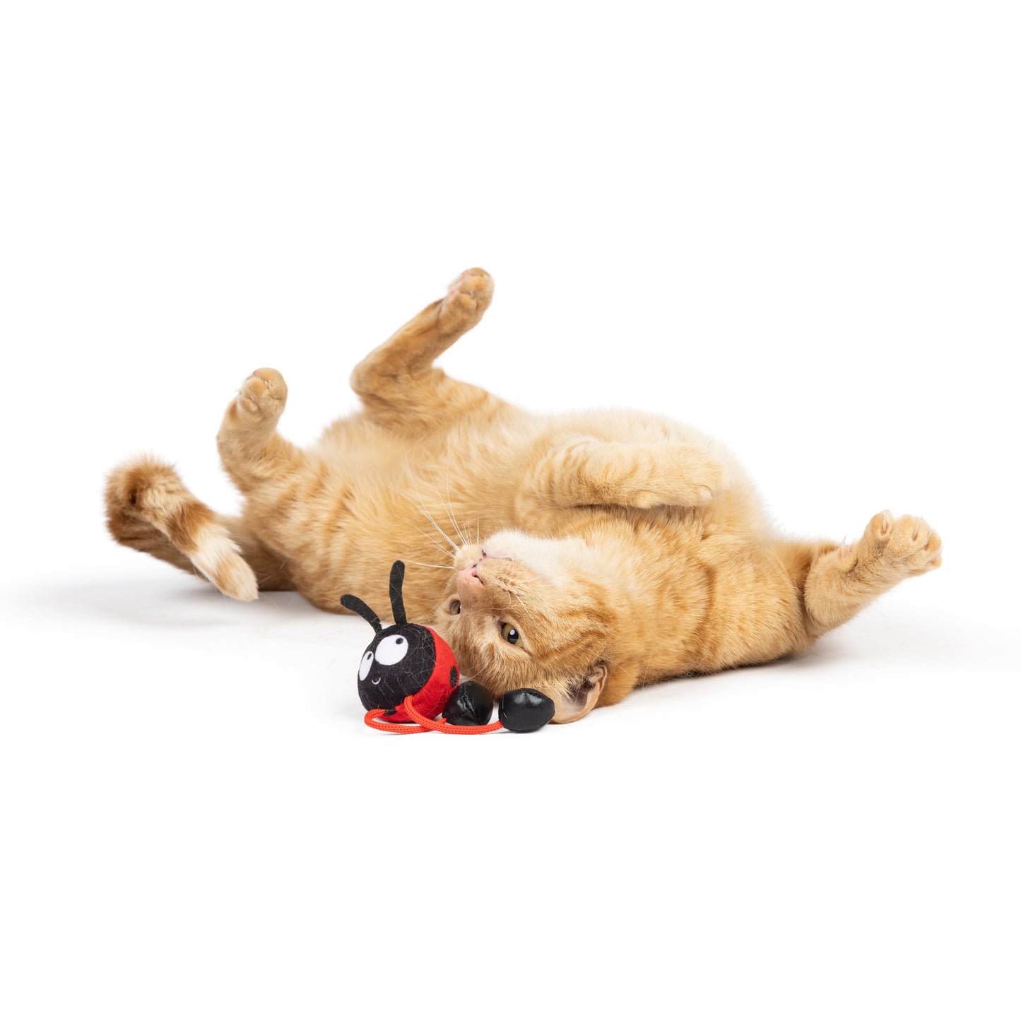 Ladybug Chirpy Cat Toy