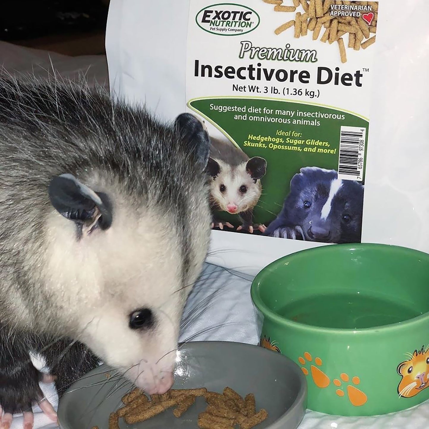 Opossum eating Exotic Nutrition Premium Insectivore Diet from a gray bowl next to a green water bowl