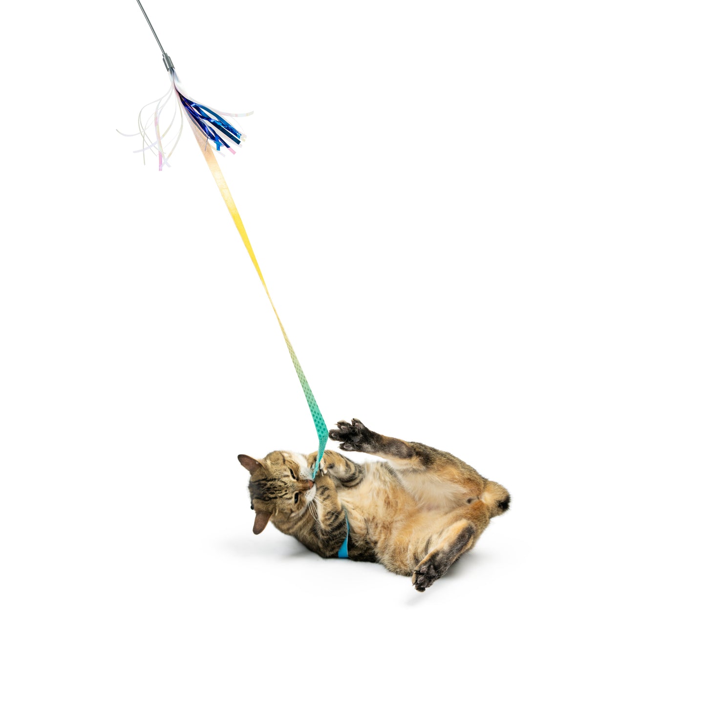 Dance & Lure Aqua Cat Wand