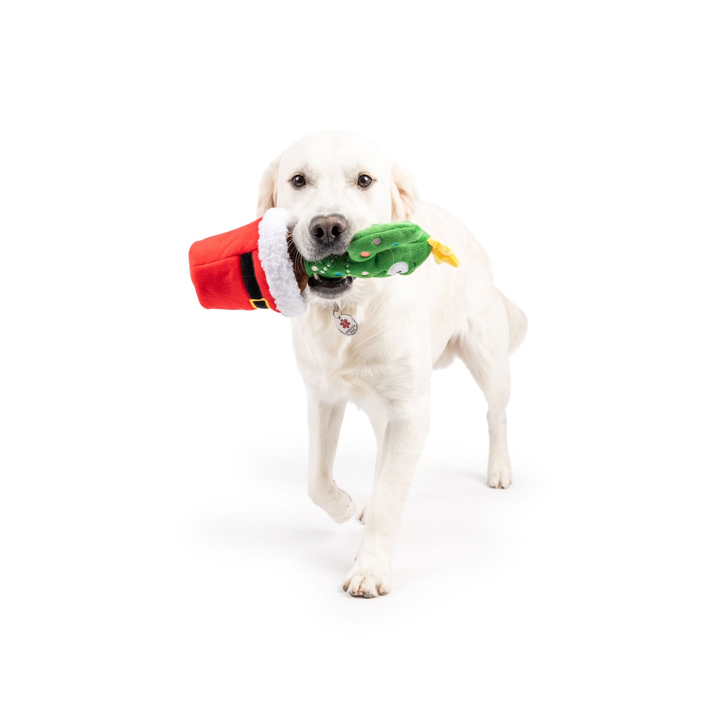 Seek 'n Treat Prickly & Bright Pawt Dog Toy