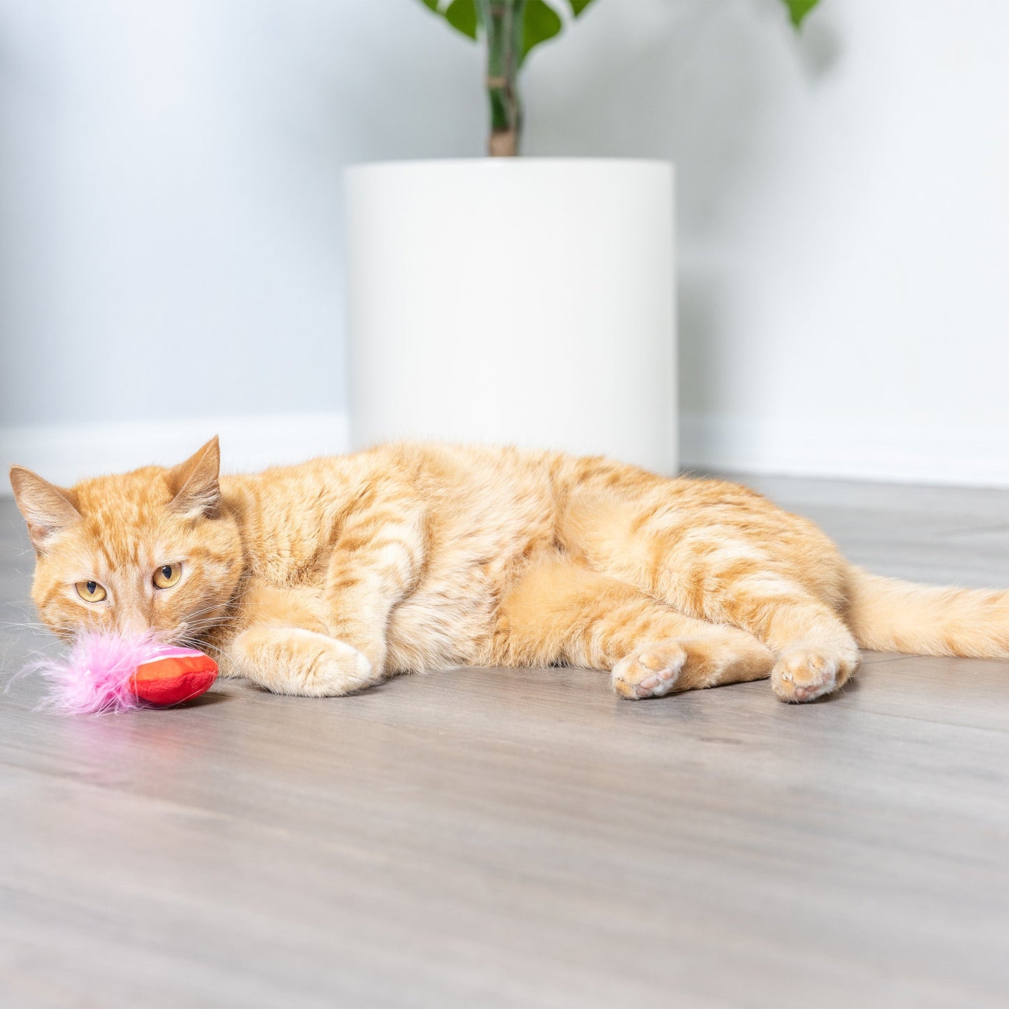 First Lick Heart & Be Mine Coffee 2pk Cat Toy
