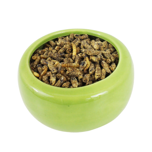 Hedgehog Home & Starter Pack