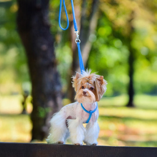DOGLINE Soft Leather Round Step-In Harness and Round Lead on a small dog