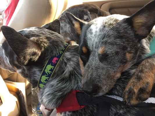 Leader of the Pach Dog Collar