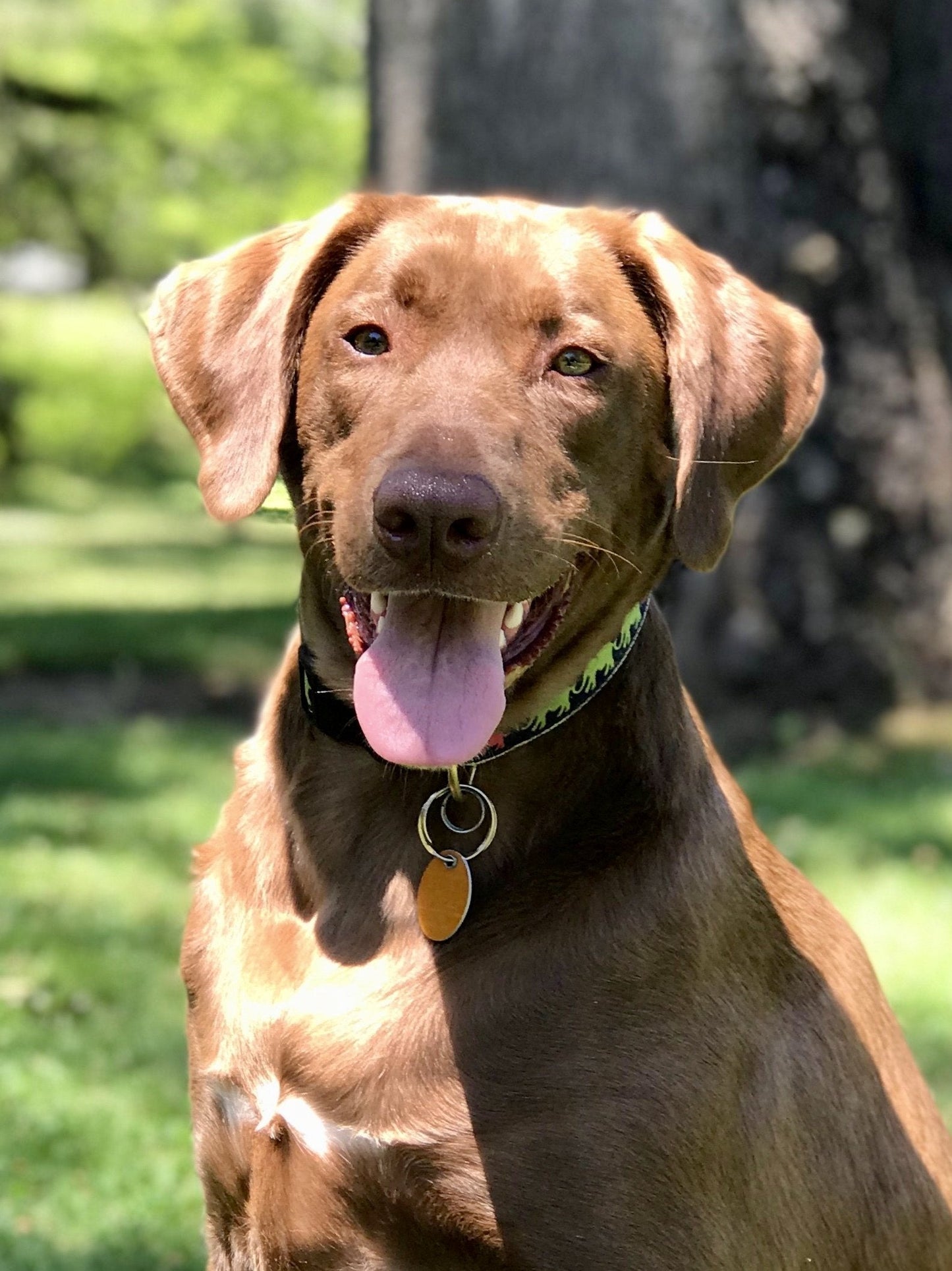 Leader of the Pach Dog Collar