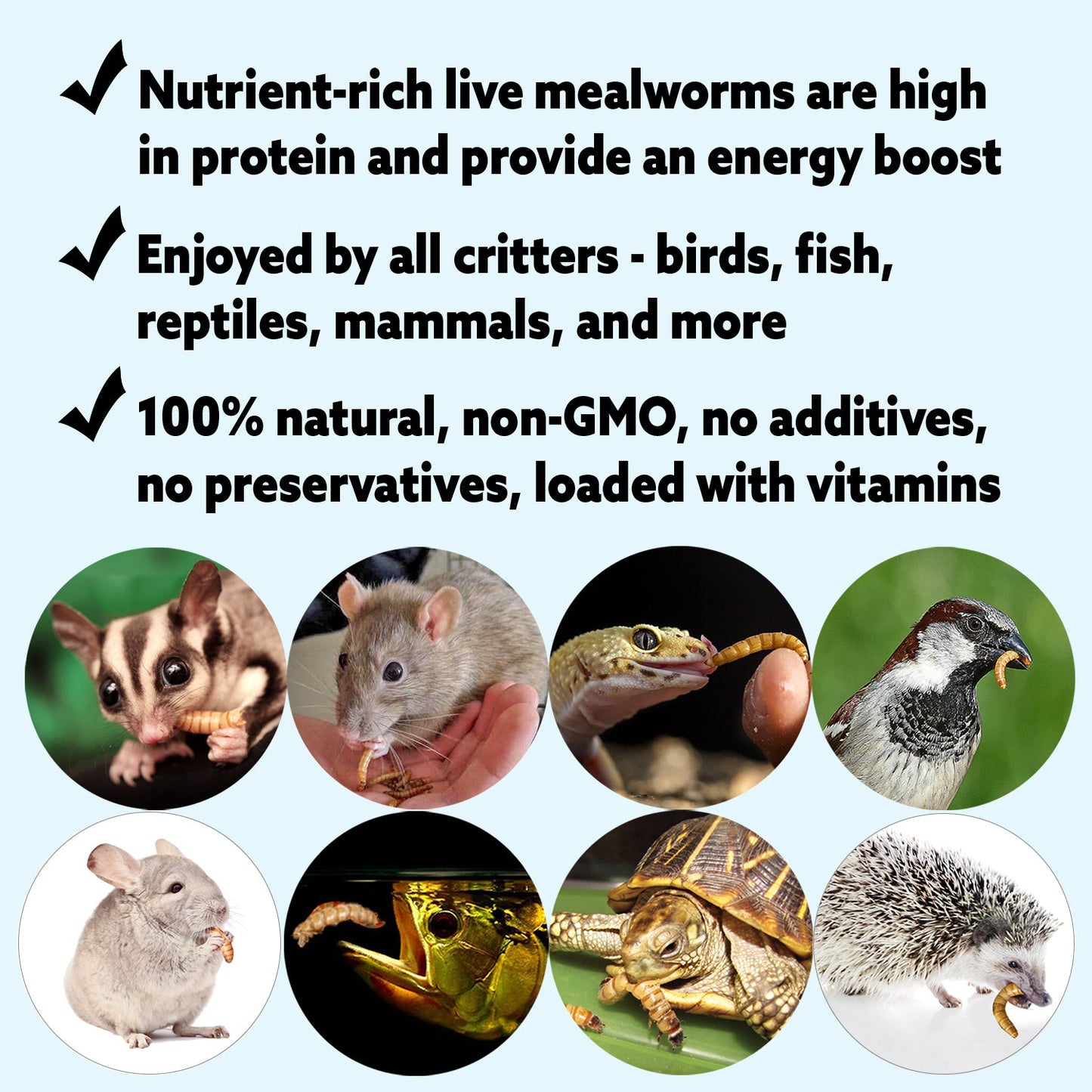 Medium Live Mealworms (1/2")
