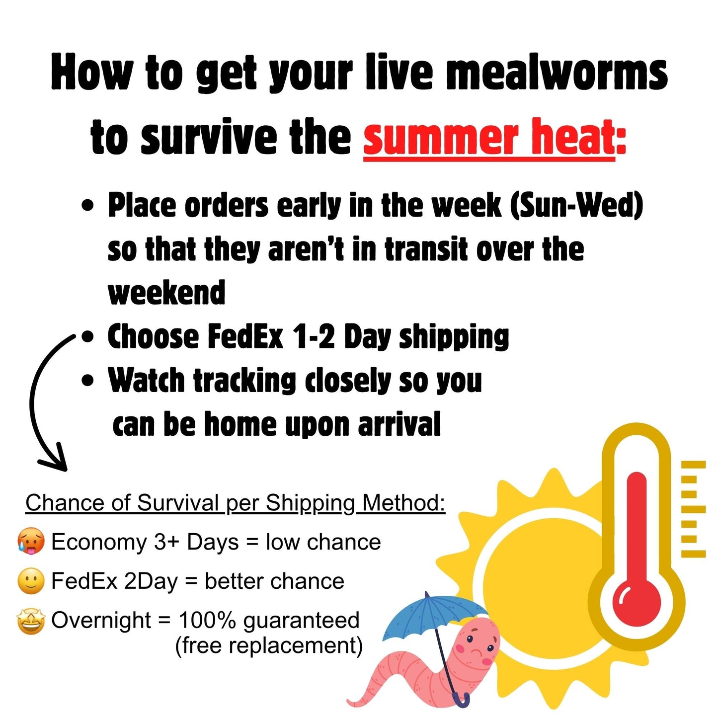 Medium Live Mealworms (1/2")