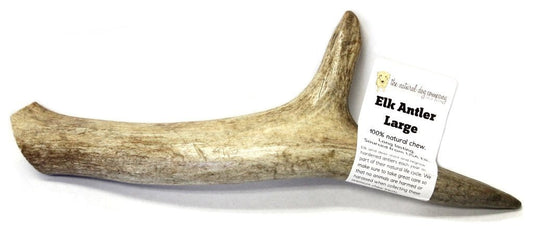 Elk Antler - Large Whole- EACH