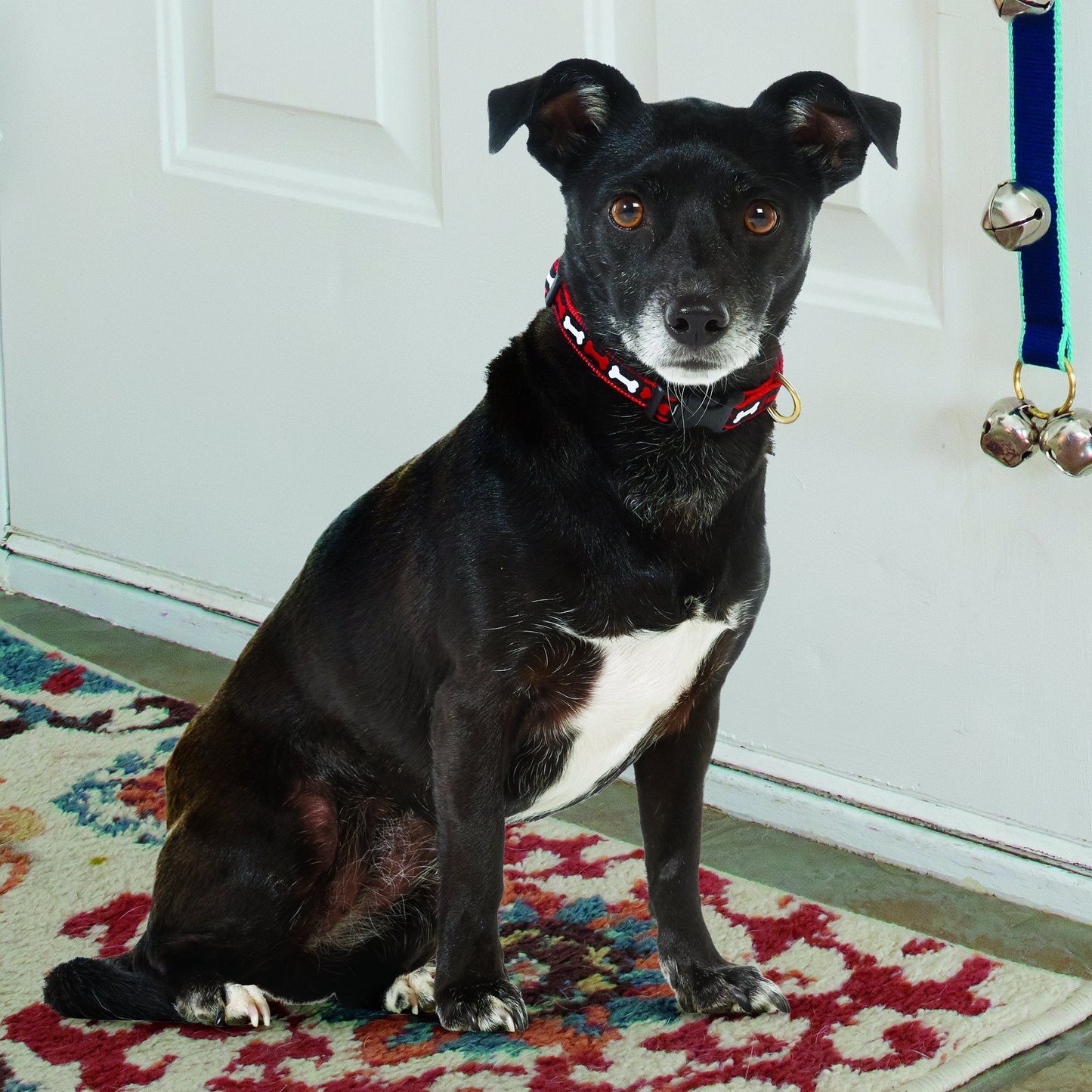 No Bones About It Small Breed Dog Collar