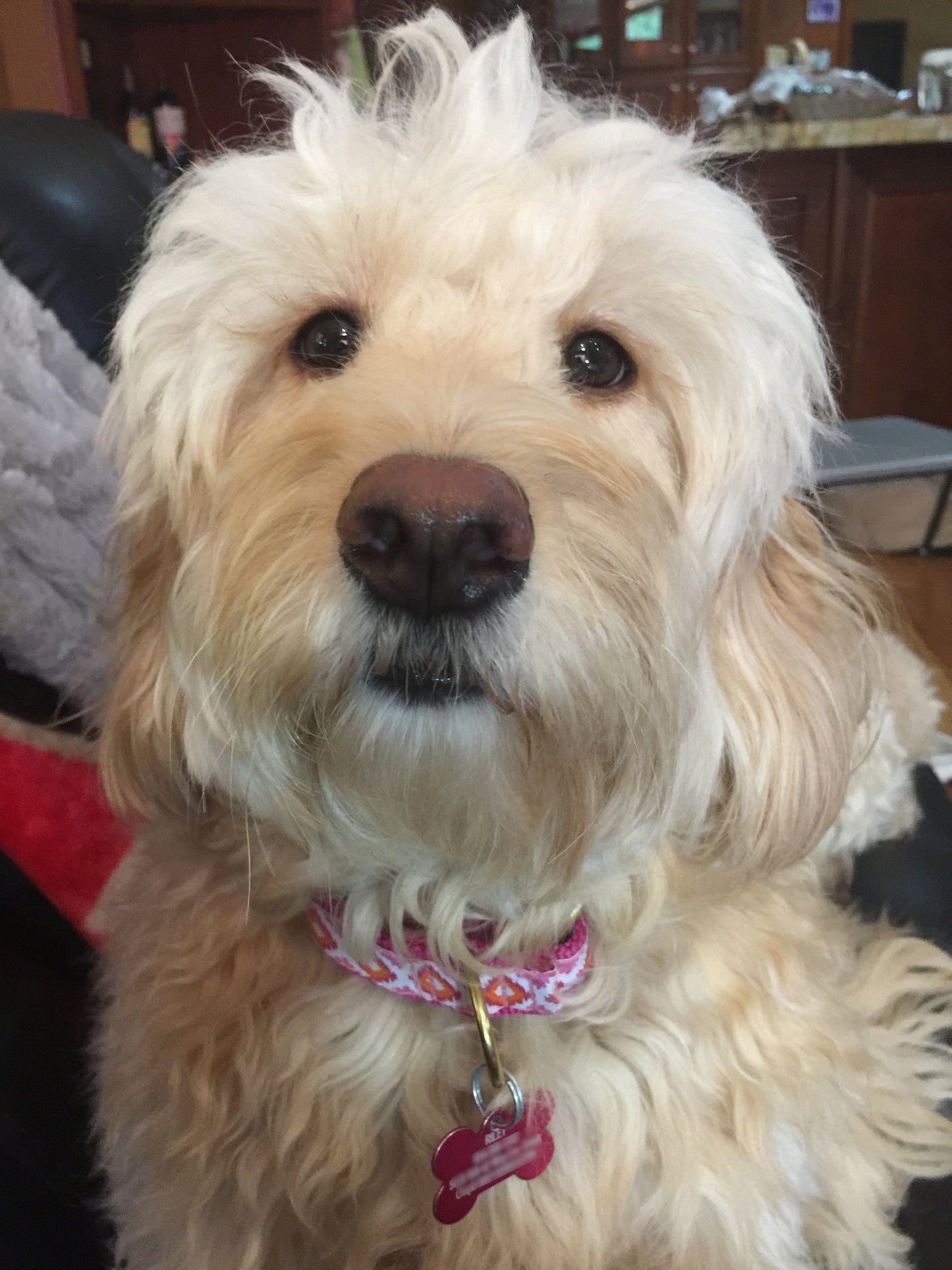 Pink Crush Small Breed Dog Collar