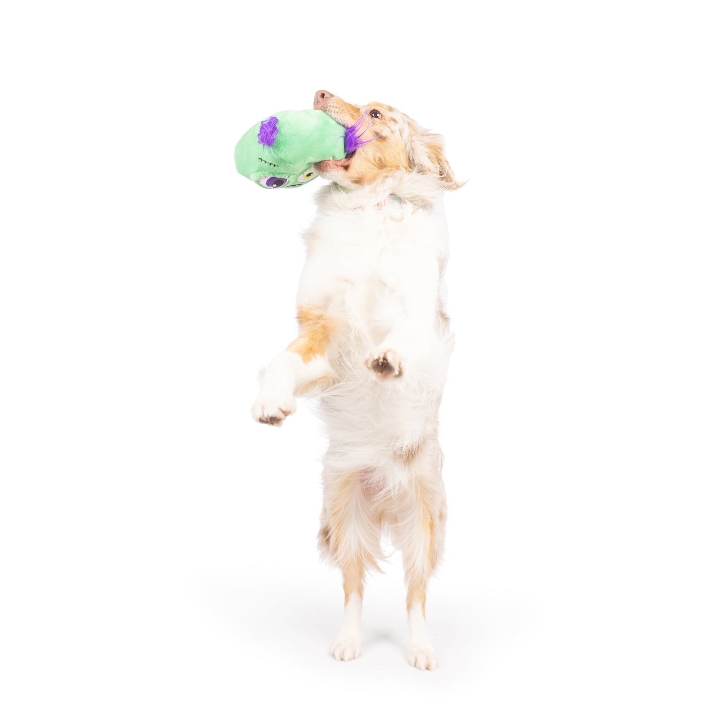 Zombie Pop 'n Fetch Pop-Eye Dog Toy