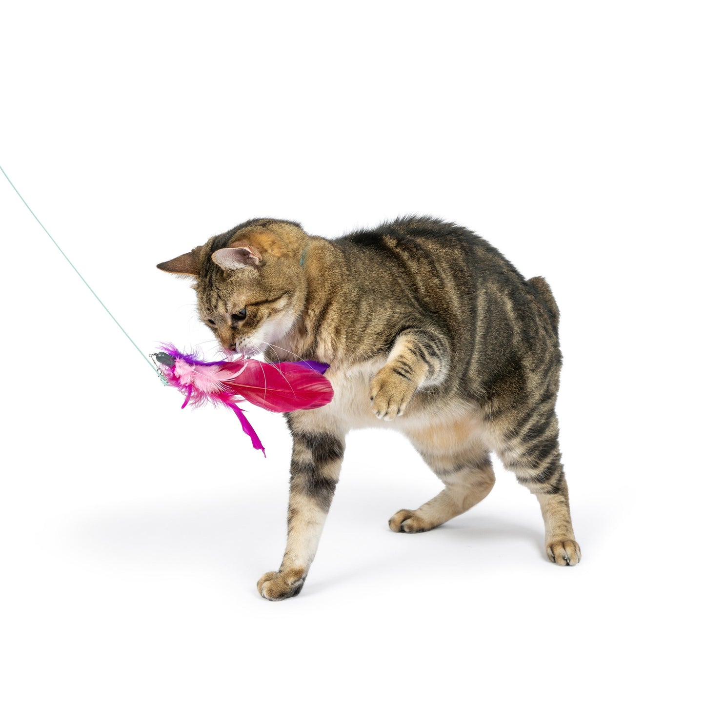 Purple Birdy Feather Teasers 2pk Refill Cat Toy