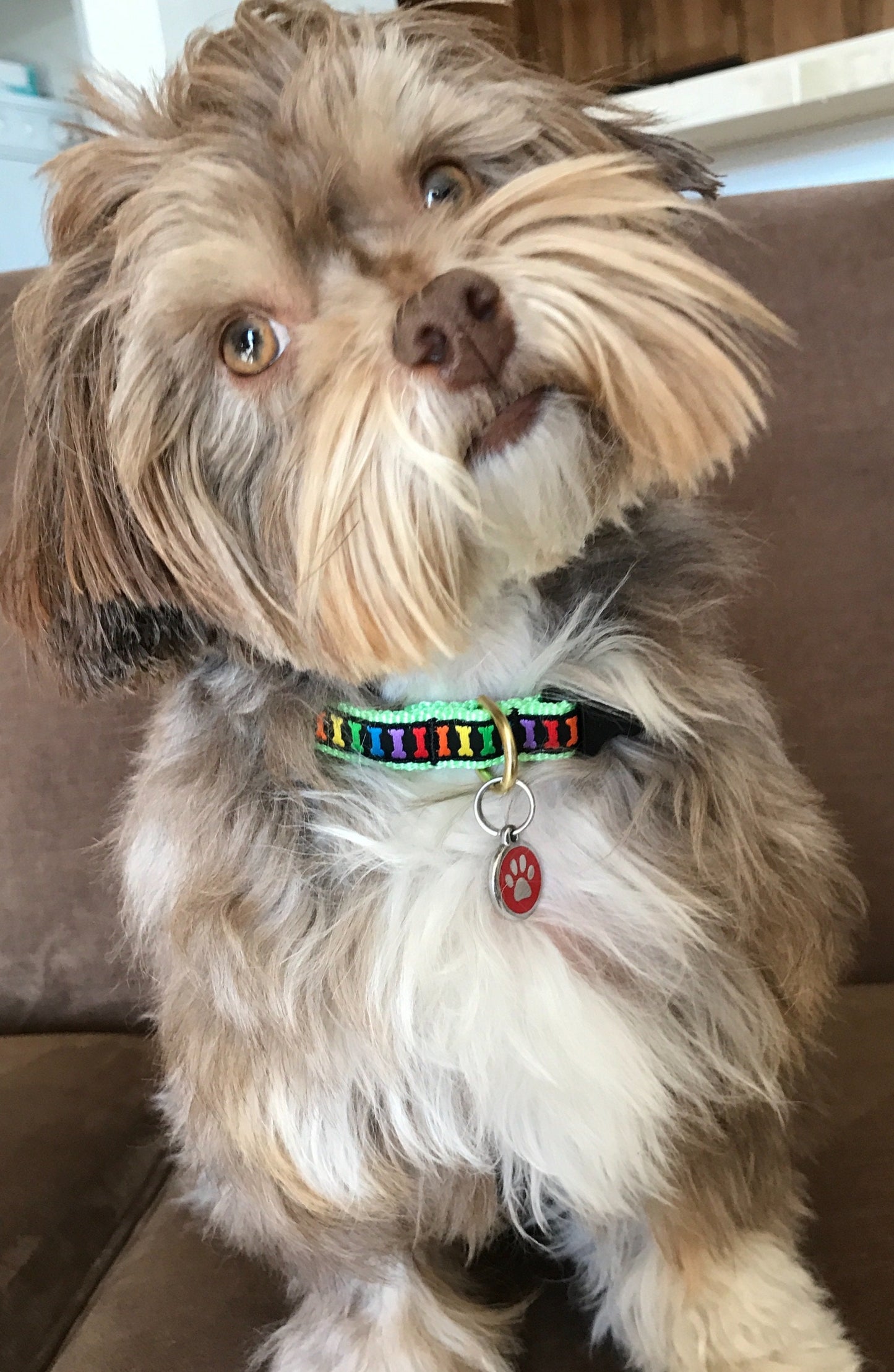 Rainbones Small Breed Dog Collar