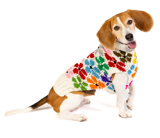 Beagle dog wearing a white sweater with colorful floral patterns