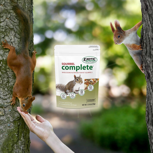 Squirrel Healthy Treat
