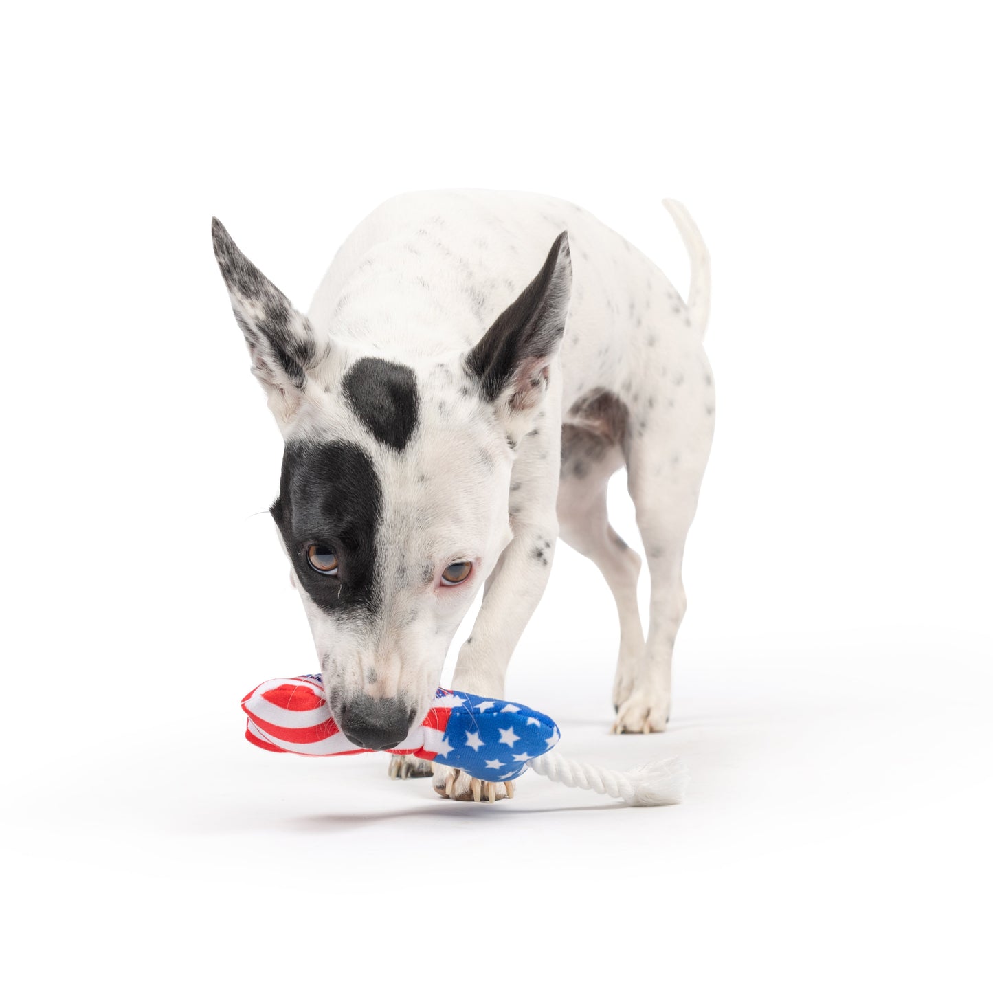 Tiny Tuff Lil' Firecracker Bone