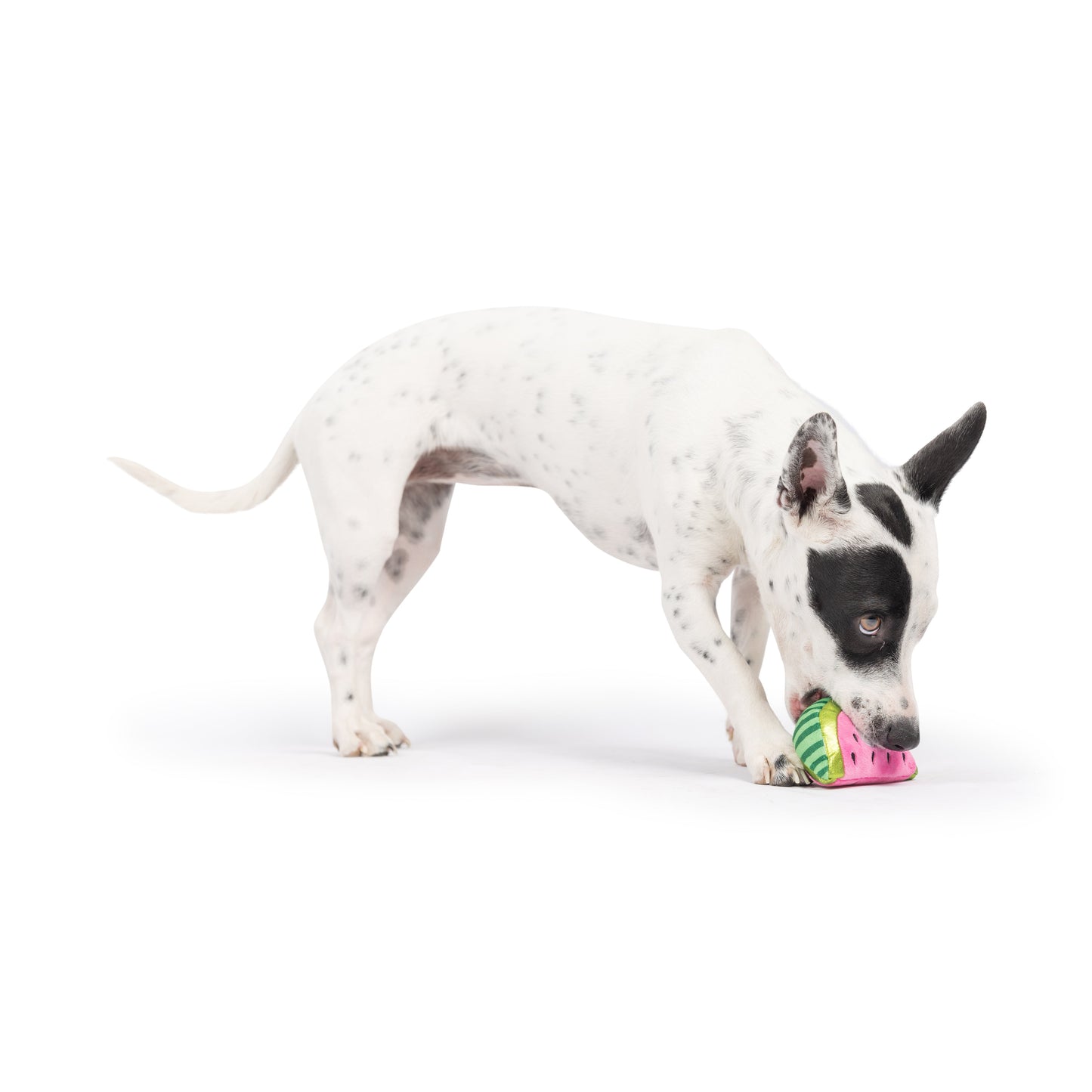 Tiny Tuff Walter Melon