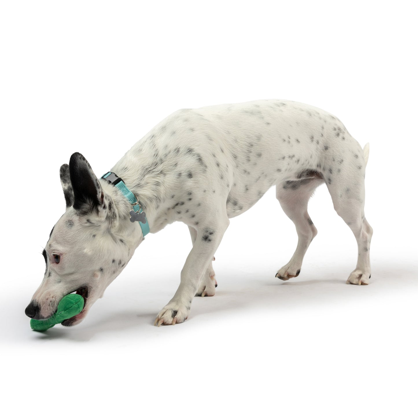 Tiny Tuff Dell Pickle