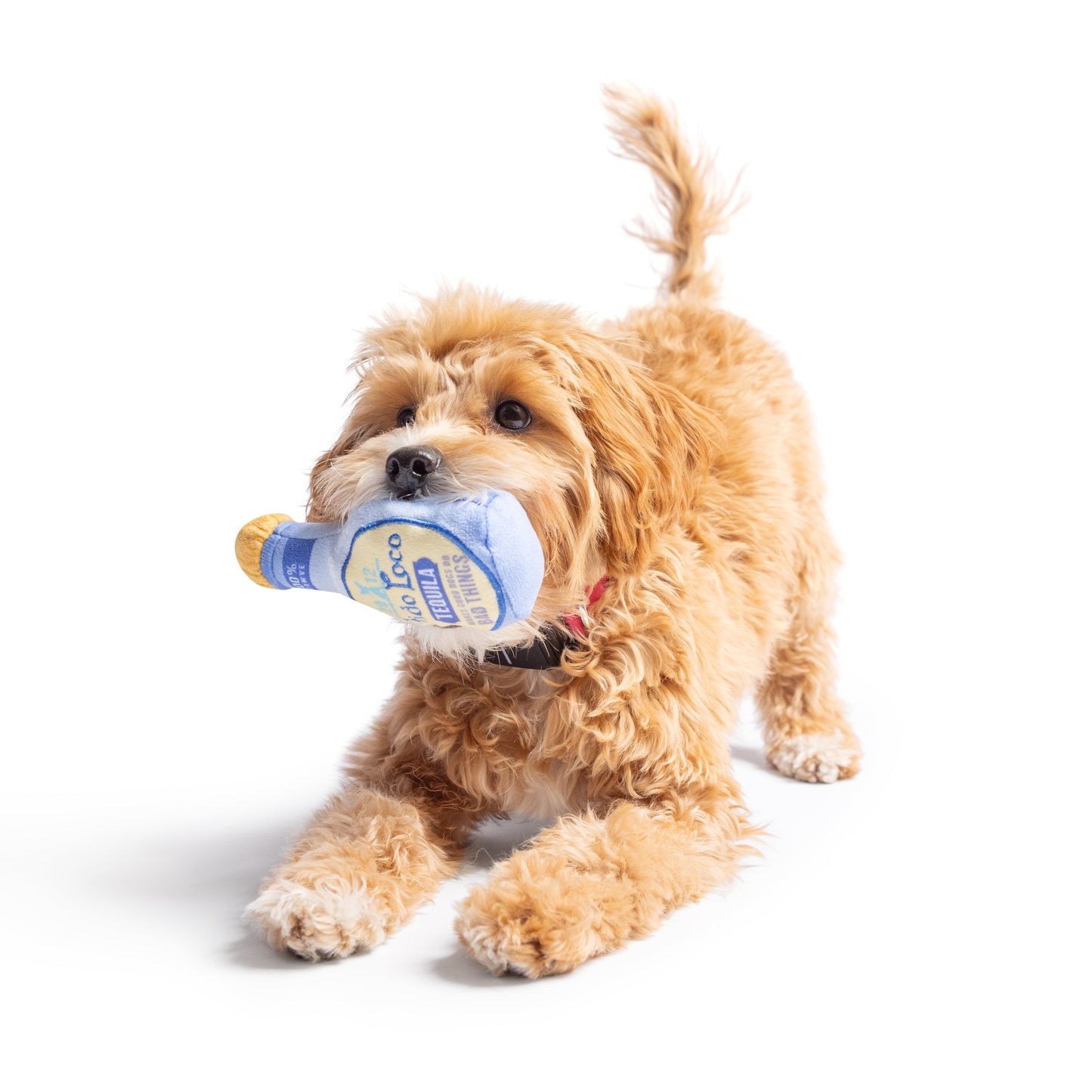 Tiny Tuff Fido Loco Tequila