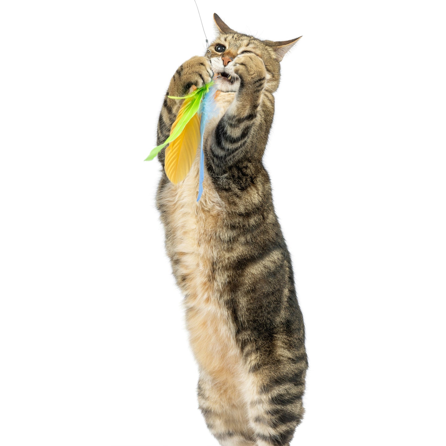 Teaser Sour Scratch Wand Cat Toy