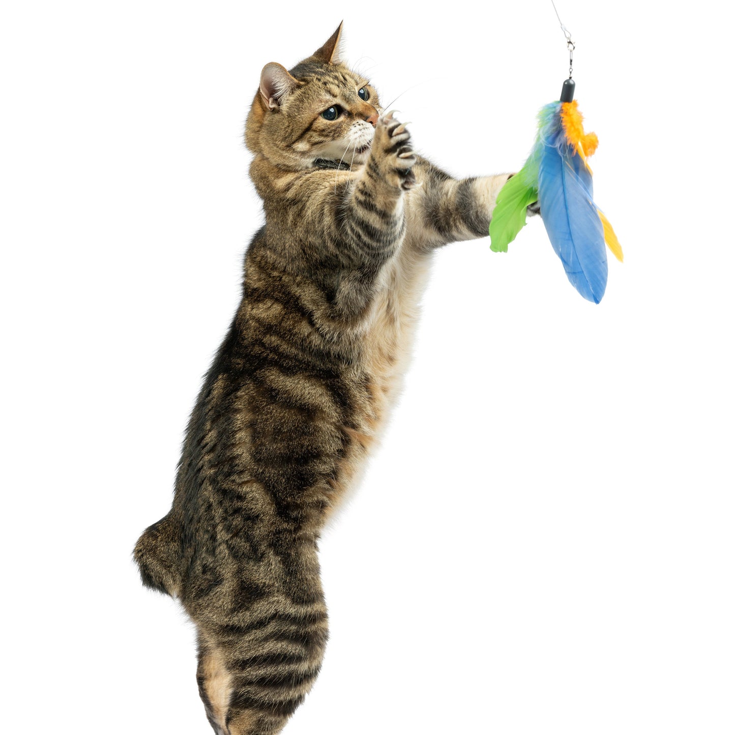 Teaser Sour Scratch Wand Cat Toy